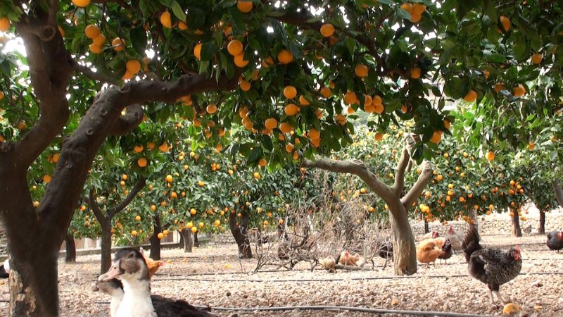 Still 31.jpg - Orangen